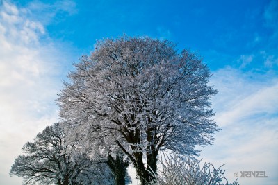 Landschaft Schnee Baum